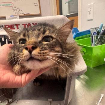 Wuzzy -  Domestic Medium Hair Cat for Adoption in Clearwater, Florida - Wuzzy | PetCurious
