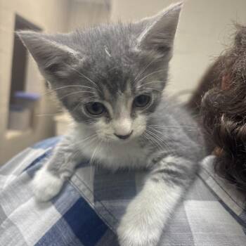 Mr.Pibb -  Domestic Short Hair Cat for Adoption in Clanton, Alabama - Mr.Pibb | PetCurious