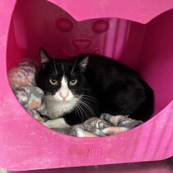 Oliver -  Domestic Short Hair Cat for Adoption in Hannibal, Missouri - Oliver | PetCurious
