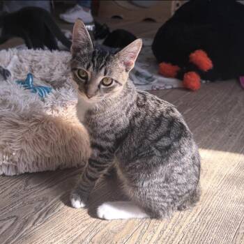 Dust Bunny -  Domestic Short Hair Cat for Adoption in Berkeley Springs, West Virginia - Dust Bunny | PetCurious