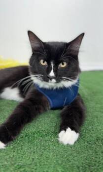 Tuxedo and Domestic Medium Hair Cats Available for Adoption in Carlsbad, California - Fuzzy-One Of Our Amazing Rescue Cats | PetCurious