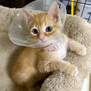 Triceratops -  Domestic Short Hair Cat for Adoption in Woodinville, Washington - Triceratops | PetCurious