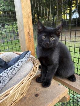 Bennu -  Domestic Short Hair Cat for Adoption in Sechelt, British Columbia - Bennu | PetCurious