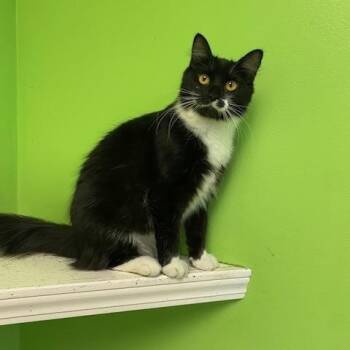 Rescue Domestic Medium Hair Cats for Adoption in Memphis, Tennessee - Hollywood | PetCurious