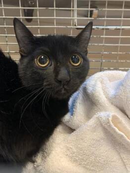 Domestic Short Hair Cats Available for Adoption - A1402062 | PetCurious