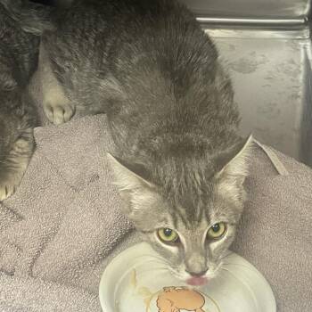Odysseus - Butler Campus! -  Domestic Short Hair Cat for Adoption in Flagstaff, Arizona - Odysseus - Butler Campus! | PetCurious