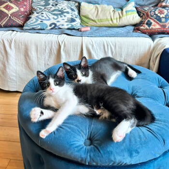 Rescue Domestic Short Hair Cats for Adoption - Spoon & Spatula | PetCurious