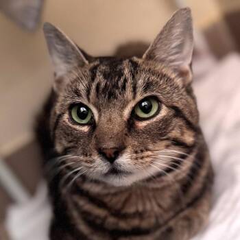 Michael -  Domestic Short Hair Cat for Adoption in Salisbury, Massachusetts - Michael | PetCurious