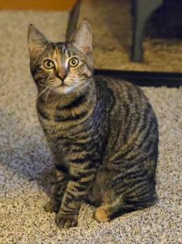 Jolene (Bonded to Dolly) -  Domestic Short Hair Cat for Adoption in Arlington, Washington - Jolene (Bonded To Dolly) | PetCurious