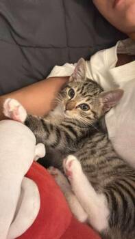 Tabby Cats Available for Adoption in Homestead, Florida - Primrose Bloom | PetCurious