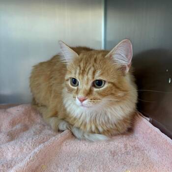 Rose -  Domestic Medium Hair Cat for Adoption in Council Bluffs, Iowa - Rose | PetCurious
