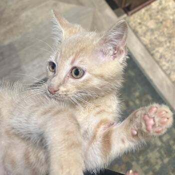 Long John Silver -  Domestic Short Hair Cat for Adoption in Evanston, Illinois - Long John Silver | PetCurious