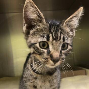Marvin -  Domestic Short Hair Cat for Adoption in Burlington, Ontario - Marvin | PetCurious