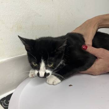 Rescue Domestic Short Hair Cats for Adoption in St. Louis, Missouri - Bindi | PetCurious