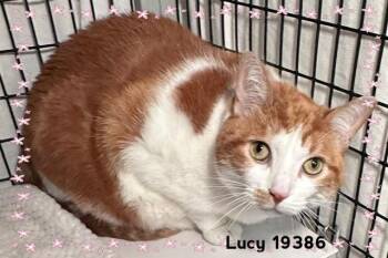 Domestic Short Hair Cats Available for Adoption in Marietta, Georgia - LUCY (see Also BELLINGER And FAIYAZ) | PetCurious