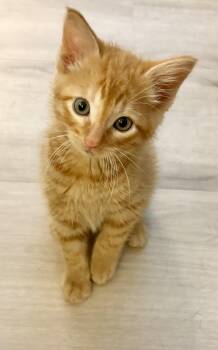Croissant -  Domestic Short Hair Cat for Adoption in Geneseo, Illinois - Croissant | PetCurious