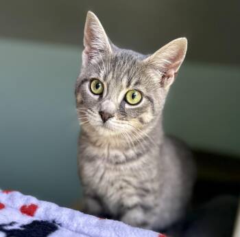 Greyson -  Domestic Short Hair Cat for Adoption in Guelph, Ontario - Greyson | PetCurious