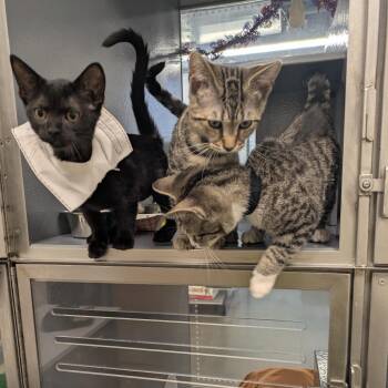 Chevron (black collar) -  Domestic Short Hair Cat for Adoption in Philadelphia, Pennsylvania - Chevron (black Collar) | PetCurious