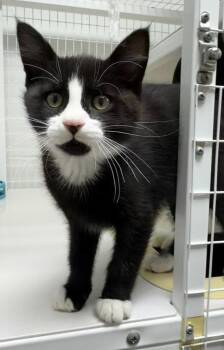 26-22 Vincent -  Domestic Short Hair Cat for Adoption in St. Helens, Oregon - 26-22 Vincent | PetCurious