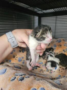 Samson -  Domestic Short Hair Cat for Adoption in Johnson City, Tennessee - Samson | PetCurious