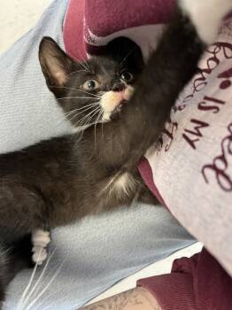 Rescue Domestic Short Hair Cats for Adoption in Oakland, New Jersey - Java | PetCurious