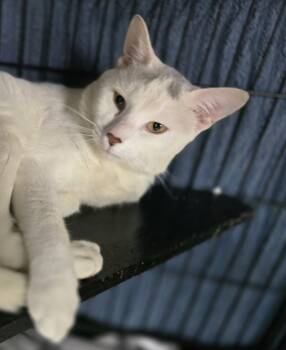 Domestic Short Hair Cats Available for Adoption in Southbury, Connecticut - ZEUS | PetCurious