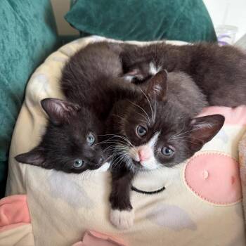 Domestic Short Hair Cats Available for Adoption in West Olive, Michigan - Louie | PetCurious