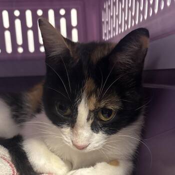 Cali -  Domestic Short Hair Cat for Adoption in Bentonville, Arkansas - Cali | PetCurious