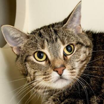 Sugar -  Domestic Short Hair Cat for Adoption in Victor, New York - Sugar | PetCurious