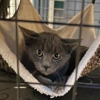 Rescue Domestic Short Hair Cats for Adoption in Houston, Texas - Francine Smith | PetCurious