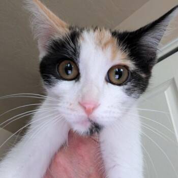Cora Armbrust -  Domestic Short Hair Cat for Adoption in Eagle Mountain, Utah - Cora Armbrust | PetCurious