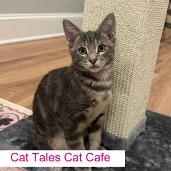Birdie -  Domestic Short Hair Cat for Adoption in Chapel Hill, North Carolina - Birdie | PetCurious