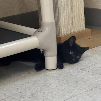 Tin Man -  Domestic Short Hair Cat for Adoption in Salem, New Hampshire - Tin Man | PetCurious