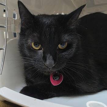 American Shorthair Cats Available for Adoption in Lake Panasoffkee, Florida - Shadow | PetCurious