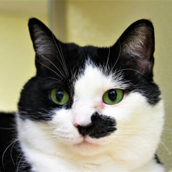 Domestic Short Hair Cats Available for Adoption in Lynchburg, Virginia - Topaz | PetCurious