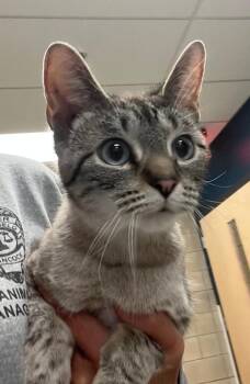 Rescue Snowshoe Cats for Adoption in Greenfield, Indiana - Elsa | PetCurious