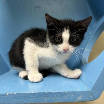 Prince -  Domestic Short Hair Cat for Adoption in Cheyenne, Wyoming - Prince | PetCurious