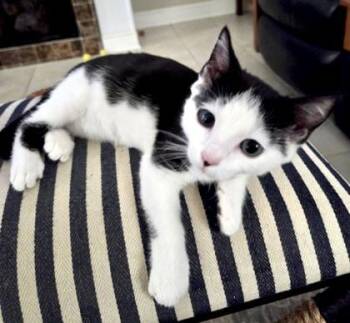 PAGES DAIRY -  Domestic Short Hair Cat for Adoption in Fernandina Beach, Florida - PAGES DAIRY | PetCurious