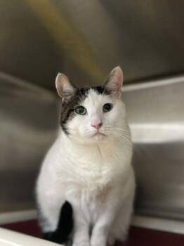 Ralph -  Domestic Long Hair and Domestic Short Hair Cat for Adoption in Verona, Wisconsin - Ralph | PetCurious