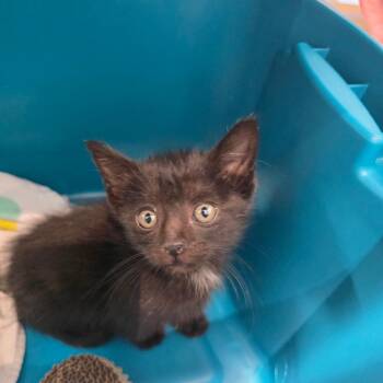 Cookie -  Domestic Short Hair Cat for Adoption in Chattanooga, Tennessee - Cookie | PetCurious