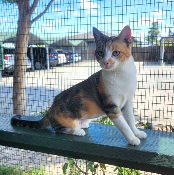 Tabby and Calico Cats Available for Adoption in Lathrop, California - Daphne | PetCurious