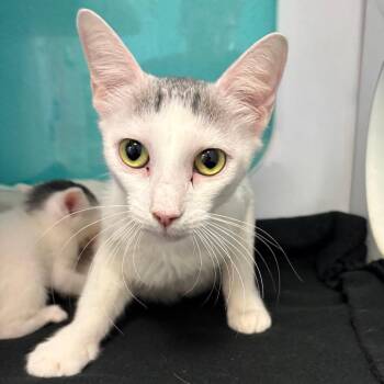 Elsa -  Domestic Short Hair Cat for Adoption in Lake Jackson, Texas - Elsa | PetCurious