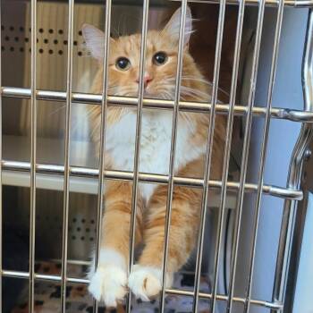 Domestic Long Hair Cats Available for Adoption in Denver, Colorado - Oliver | PetCurious