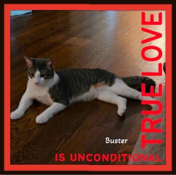 Buster - One gentle paw... and suddenly your heart belongs to hi -  Domestic Short Hair Cat for Adoption in Winston-salem, North Carolina - Buster - One Gentle Paw... And Suddenly Your Heart Belongs To Hi | PetCurious