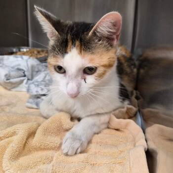 Luna -  Domestic Short Hair Cat for Adoption in Bentonville, Arkansas - Luna | PetCurious