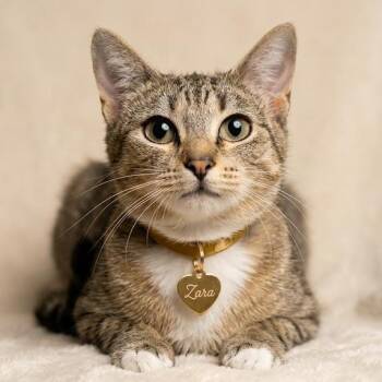 Zara -  Domestic Short Hair Cat for Adoption in Hannibal, Missouri - Zara | PetCurious
