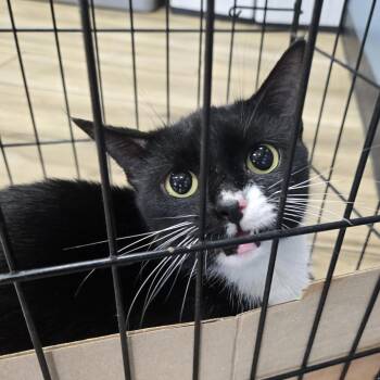Journey -  Domestic Short Hair Cat for Adoption in Newark, New Jersey - Journey | PetCurious