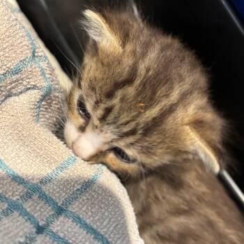 April -  Domestic Short Hair Cat for Adoption in Allentown, Pennsylvania - April | PetCurious