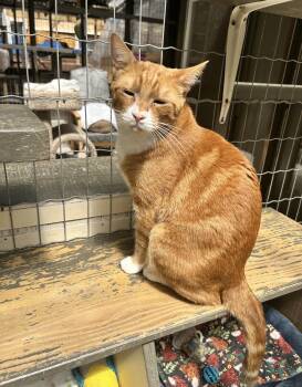 Neutron -  Tabby Cat for Adoption in Maple Ridge, British Columbia - Neutron | PetCurious