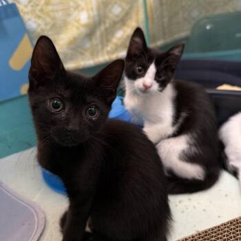 Orzo & Onion -  Domestic Short Hair Cat for Adoption in Philadelphia, Pennsylvania - Orzo & Onion | PetCurious